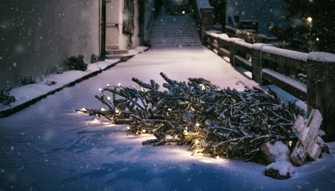 Ikke fyr opp med avdankede juletrær. Ikke fyr opp med avdankede juletrær.