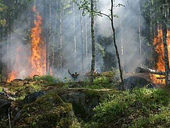 Meteorologisk institutt lanserer ny og bedre skogbrannfareindeks