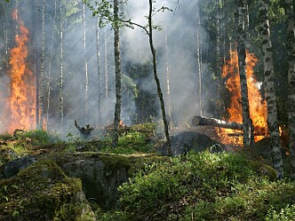 Skogbranner slipper ut enorme mengder Co2