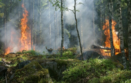 Skogbranner slipper ut enorme mengder Co2