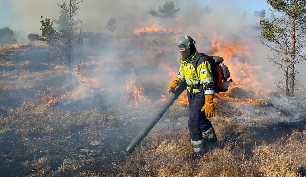 Man kontrollerer brannfronten med moderne utstyr, som løvblåsere, som her ved lyngbrenning på Eilerås i Sveio kommune.