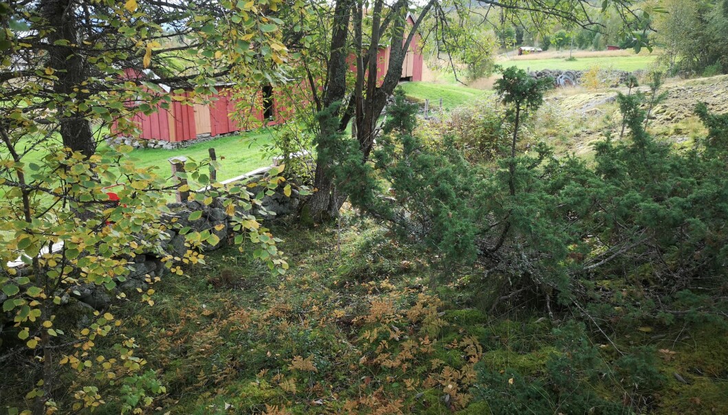 Figur 3: Ved denne gården holdet en gammel steingard fortsatt utmarka i sjakk, men einer/brake preger vegetasjon. Denne er særlig brennbar fordi den inneholder mye oljer. Figur 3: Ved denne gården holdet en gammel steingard fortsatt utmarka i sjakk, men einer/brake preger vegetasjon. Denne er særlig brennbar fordi den inneholder mye oljer.