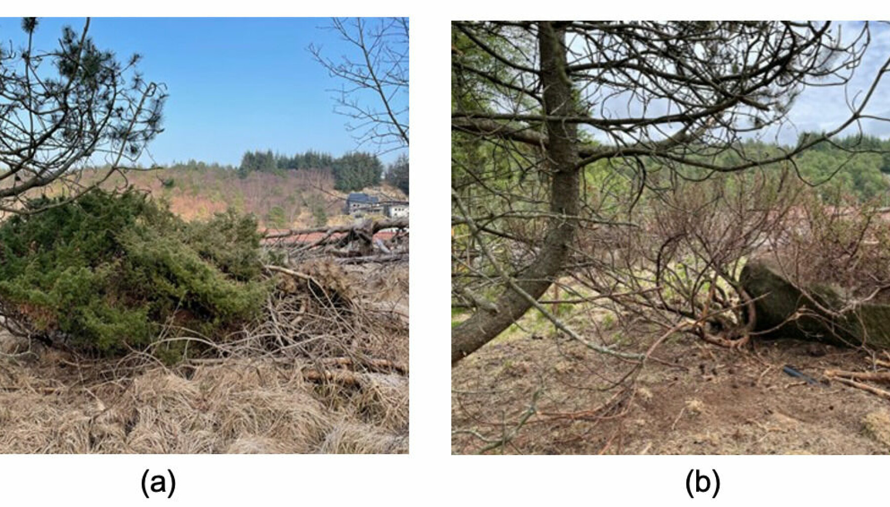 Fig. 3. Einer før (a) og etter (b) geitenes åtte ukers beiting. Fig. 3. Einer før (a) og etter (b) geitenes åtte ukers beiting.