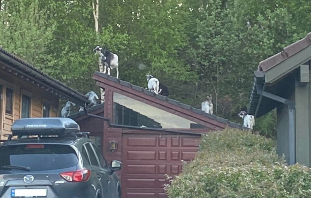 Fig. 4 Geiter som koser seg på taket. Fig. 4 Geiter som koser seg på taket.