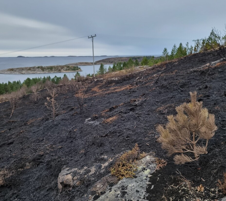 Deler av det nedbrente landskapet etter skogbrannen på Roa 26. november i år.