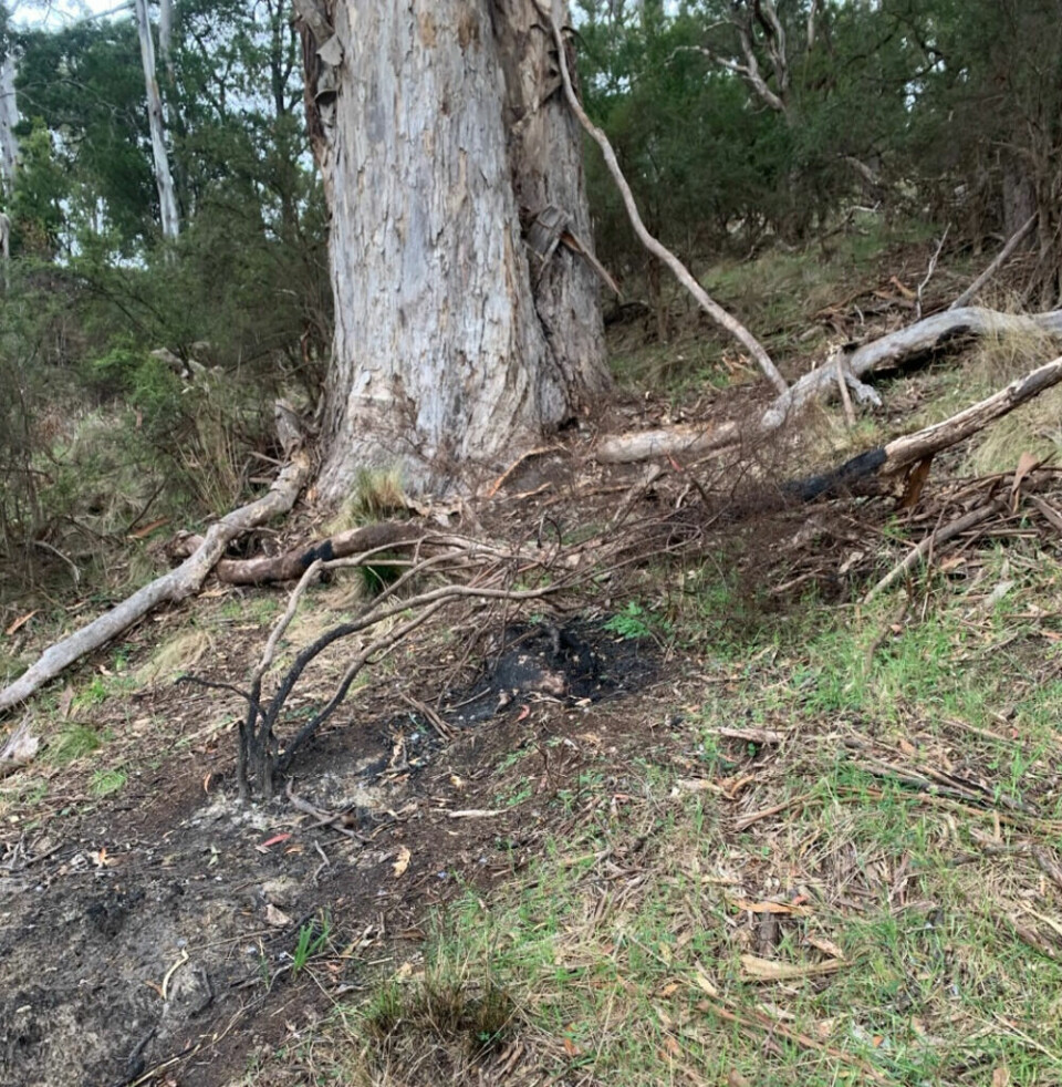 Urbefolkningen, Aboriginals, i Tasmania driver kulturell brenning, her er bilder etter en slik brann på Bruny Island, Tasmnaia. Aboriginal kultur, over 60 000 år gammel, er en av de lengst bevarte kulturene i verden.